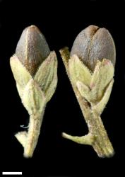 Veronica hulkeana subsp. evestita. Capsule. Scale = 1 mm.
 Image: P.J. Garnock-Jones © Landcare Research CC-BY-NC 3.0 NZ